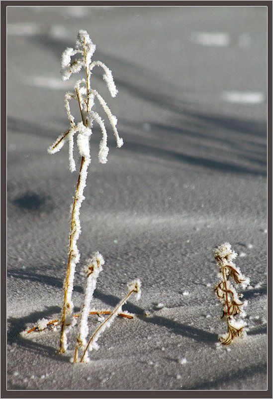 травинки, зима Травинкиphoto preview
