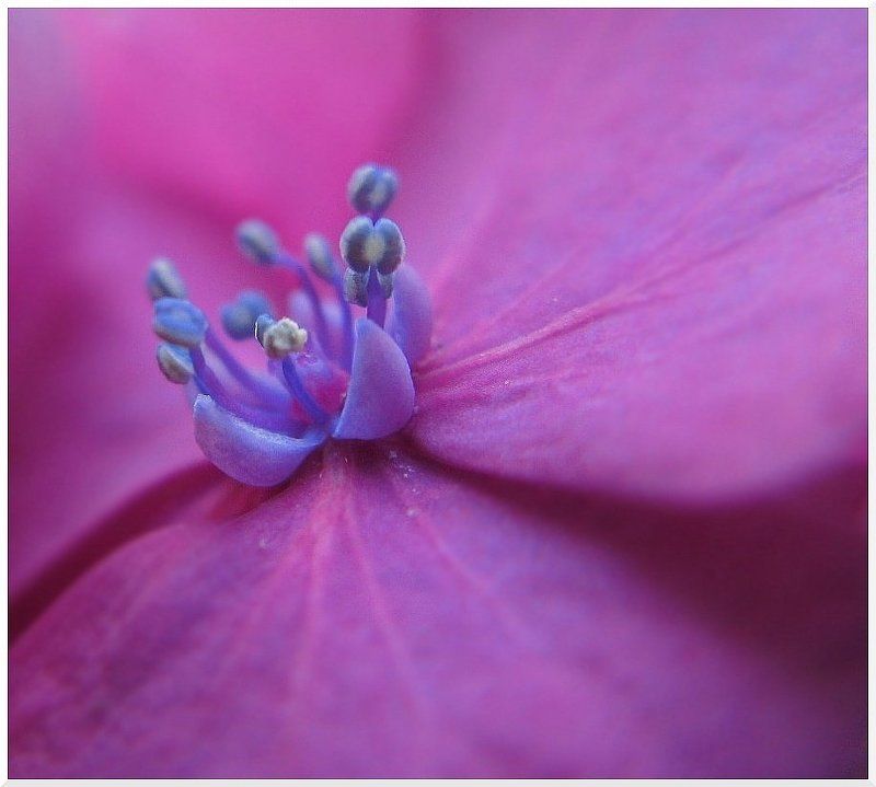 миницвяточек:)photo preview