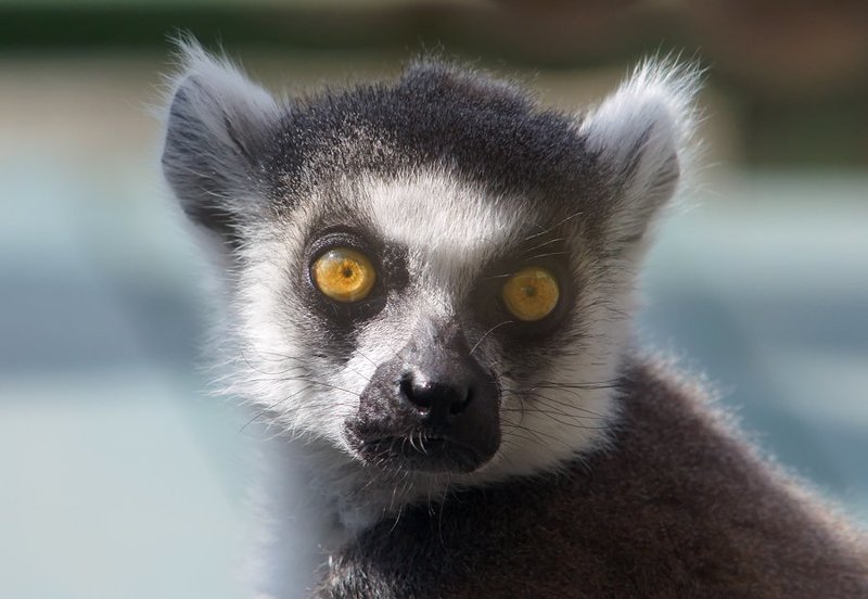 Глаза в глазаphoto preview