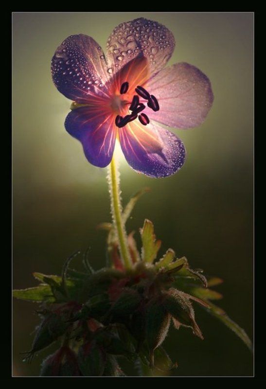 утро,цветок,болотная герань,макро На рассветеphoto preview