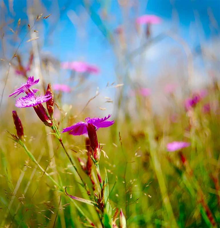 природа, цветы, лето ***photo preview