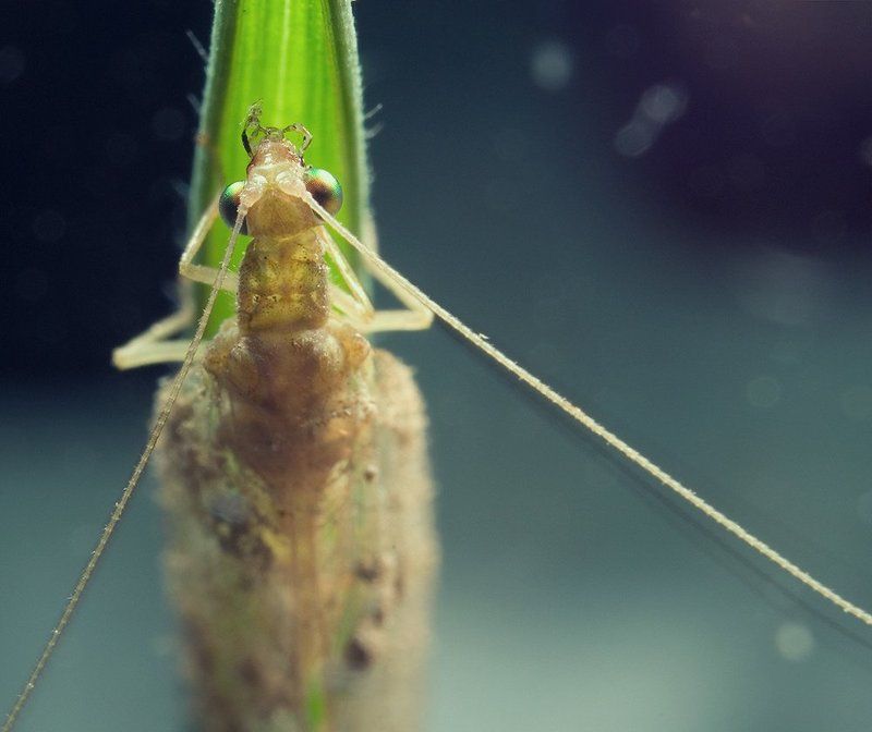 златоглазка,макро,насекомі,природа photo preview