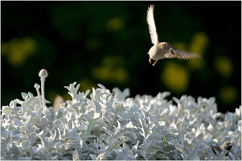 птица Завтрак готов!photo preview