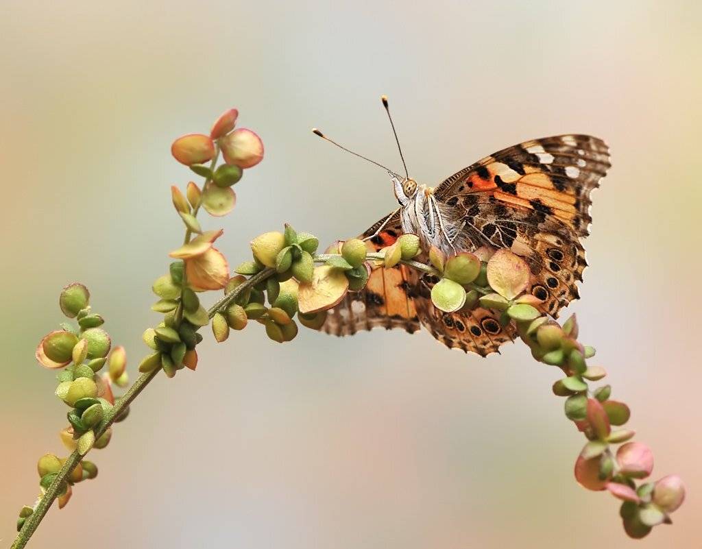 , Алёна Шевцова