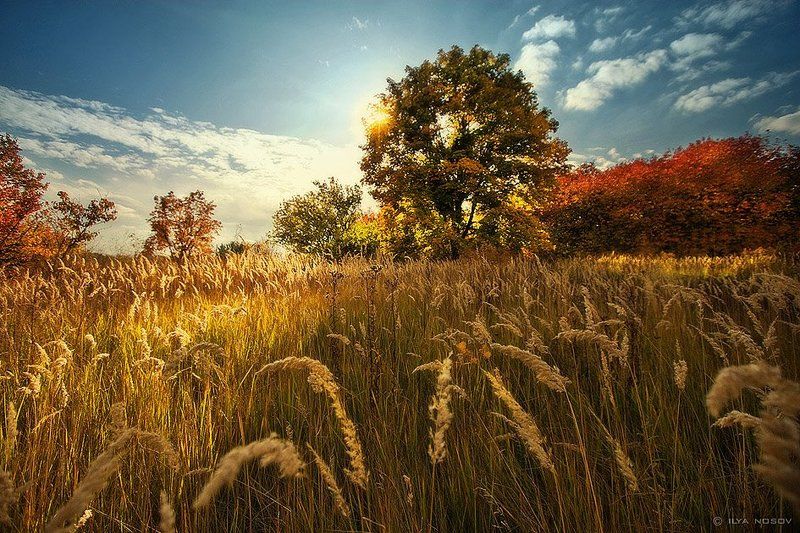 Осень золотаяphoto preview