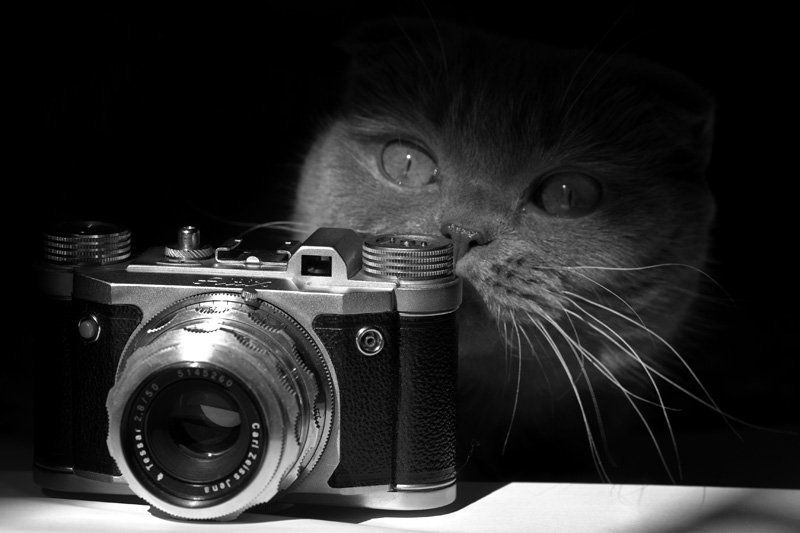 кошкофото, altix Фотографиняphoto preview