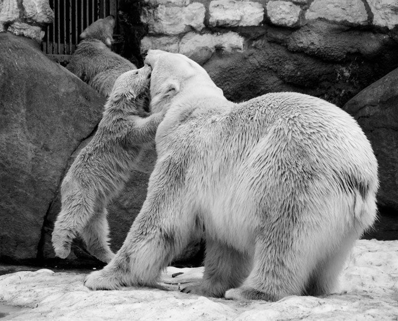 белые, медведи Поцелуйчикphoto preview