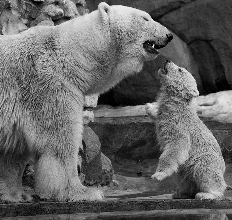 белые, медведи Мам, а может мы цирковые?photo preview