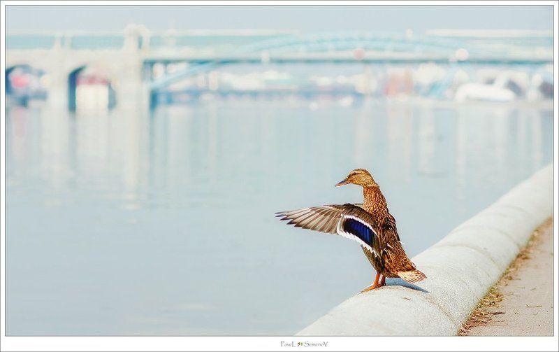 весна, утка, андреевская набережная, нескушный сад, 54, павел семенов На Весну !photo preview