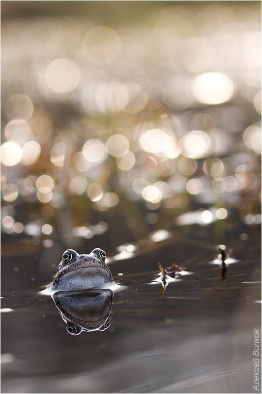 лягушка травяная, вода болото, лягушка Гордое одиночество фото превью