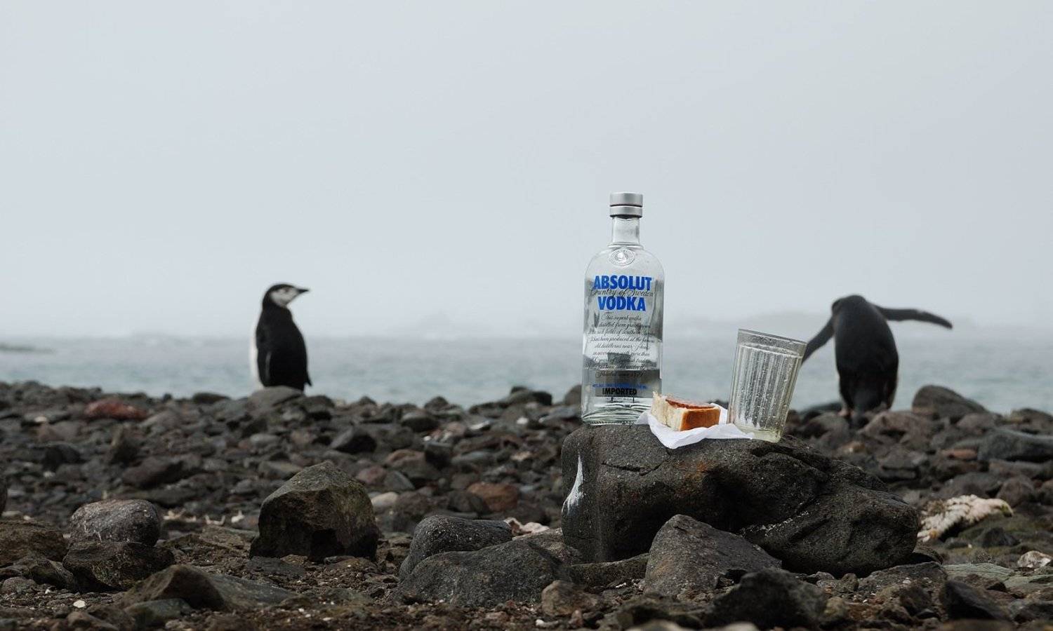 Напился, веди себя прилично. Автор: Руслан Елисеев антарктика, пингвины, водка, стакан, Руслан Елисеев