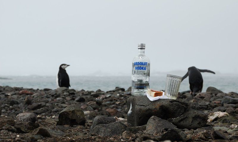 антарктика, пингвины, водка, стакан Напился, веди себя приличноphoto preview