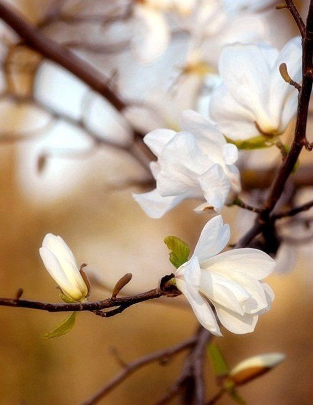 magnolia Magnolia фото превью