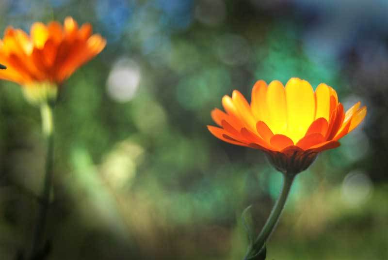 природа, цветы, лето ***photo preview