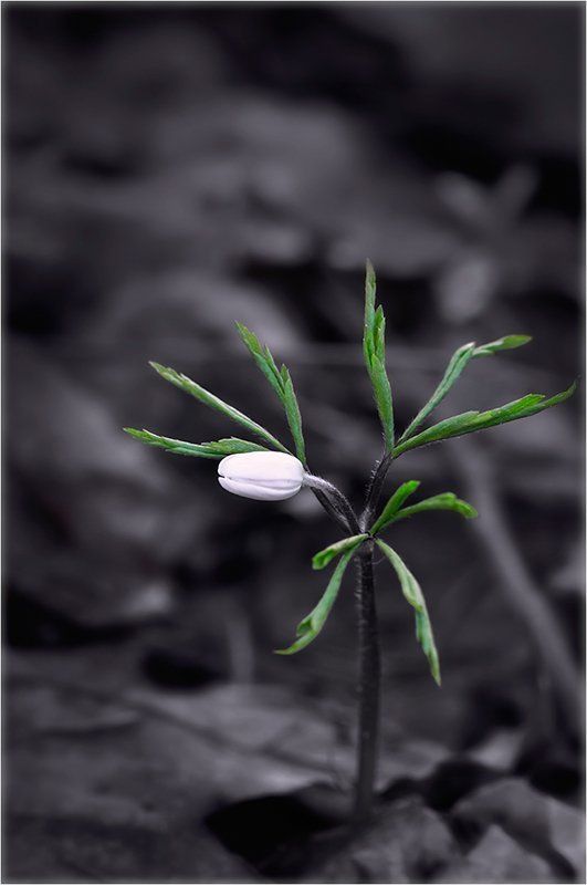 Первоцвет. фото превью
