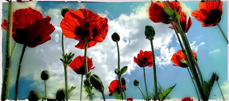 мак, пчела, небо Маковый лесphoto preview