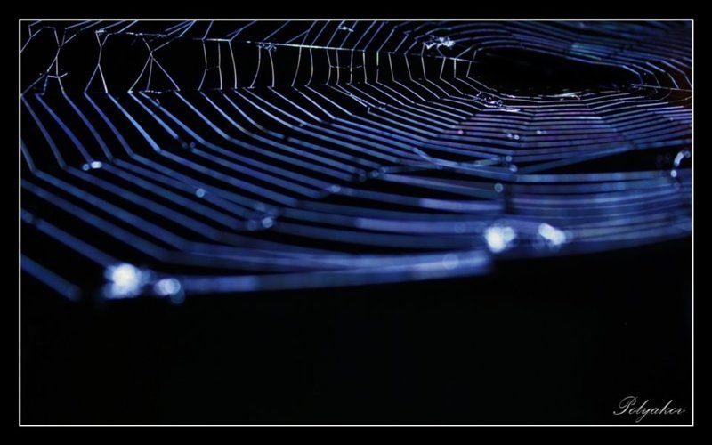 паутина, web [ web ]photo preview