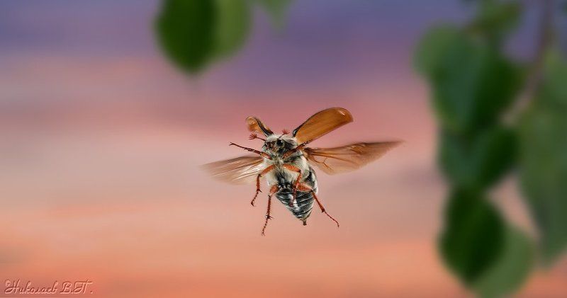 полет, майский жук Курс на юго-востокphoto preview