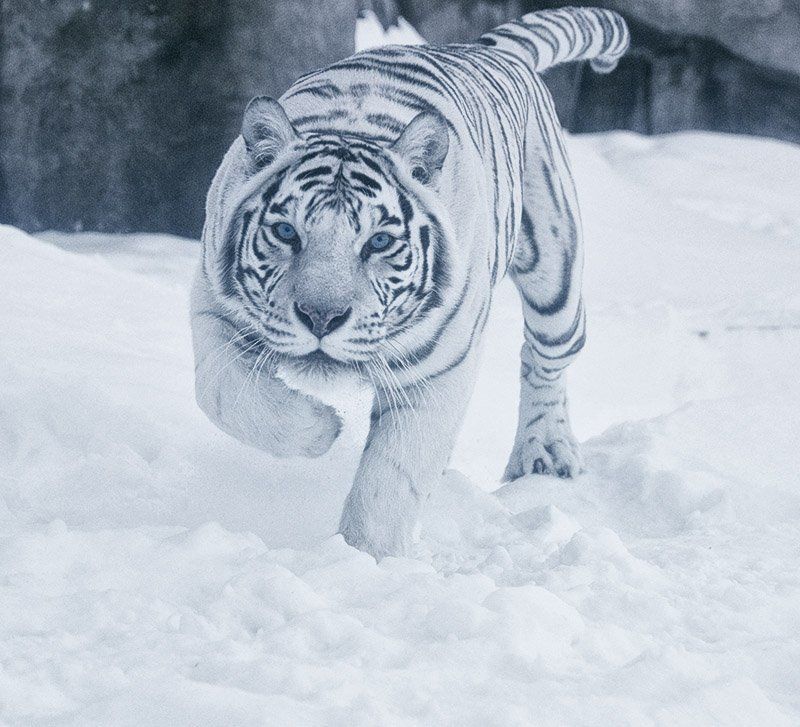 бенгальская, тигрица Почувствуй себя добычейphoto preview