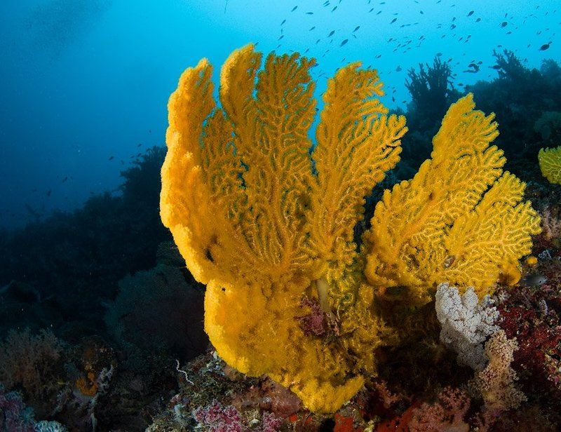 кораллы, underwater В поисках рая 2photo preview