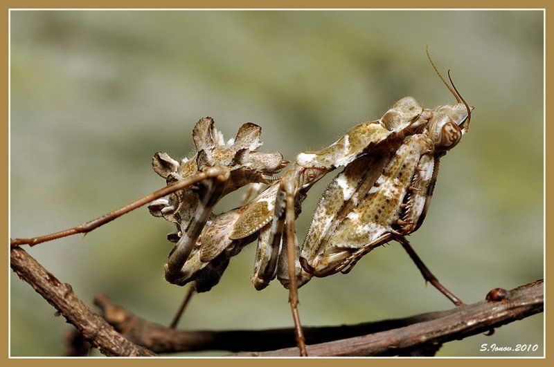 блеф Блеф засмущалсяphoto preview