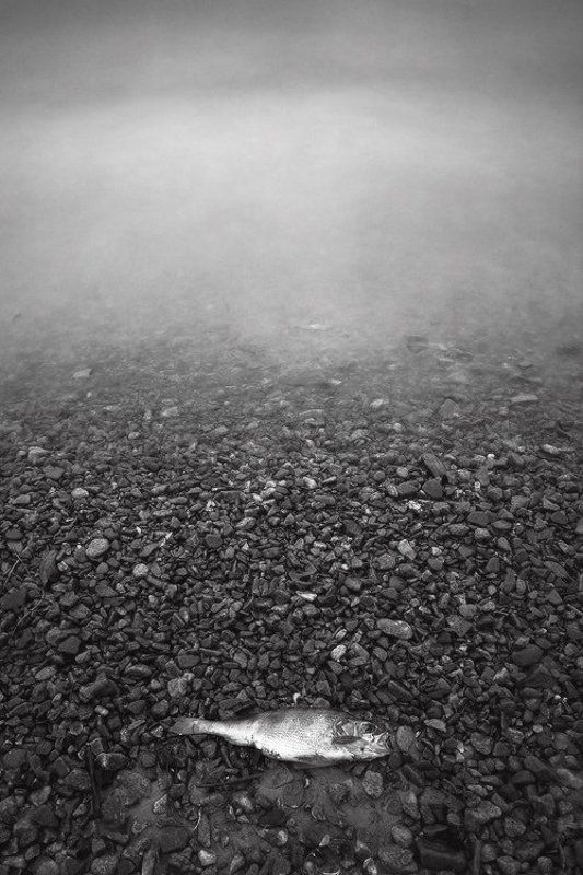 Весна на киевских водоемахphoto preview