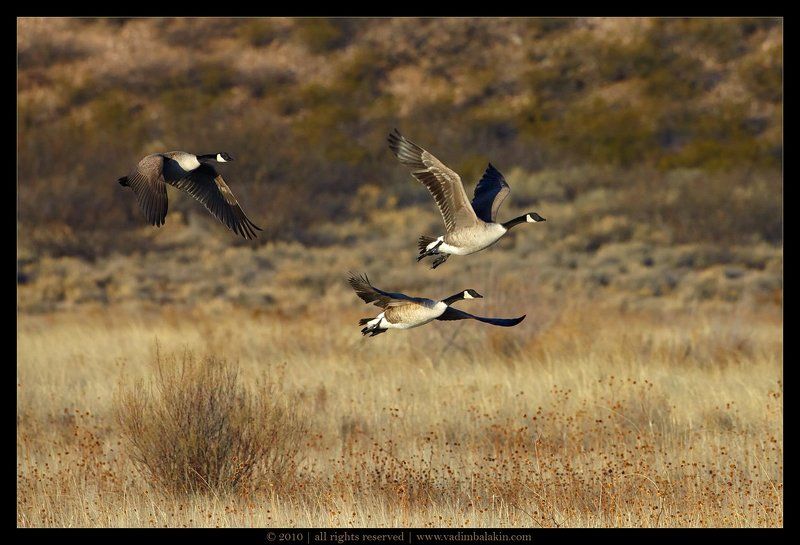 Канадские гусиphoto preview
