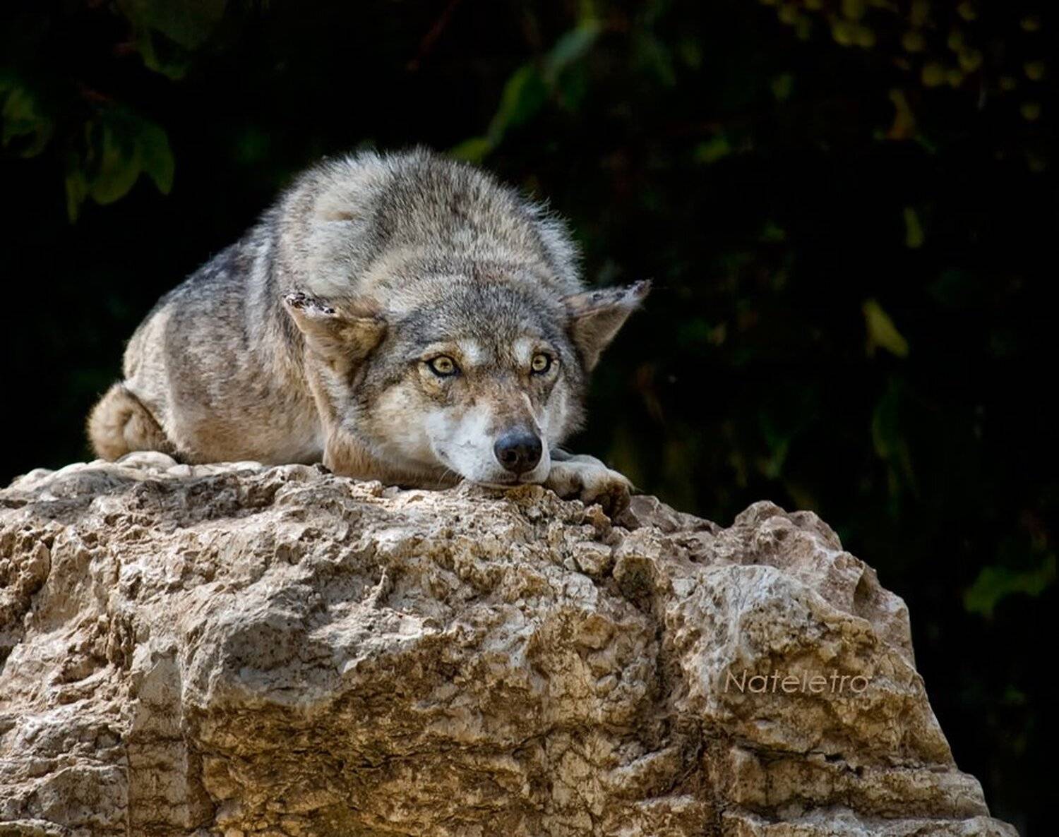 волк, Nateletro