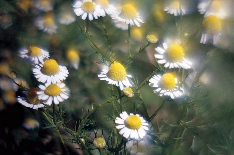 ленсбеби, ромашки, лето Настроение солнца, тепла, света... Ласковое, душистое, ромашковое лето фото превью
