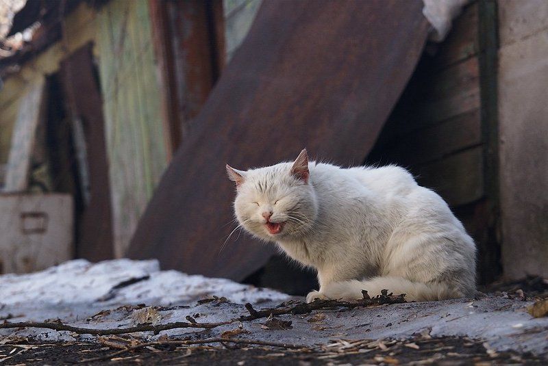 кот, хохотун Кот-хохотун.photo preview