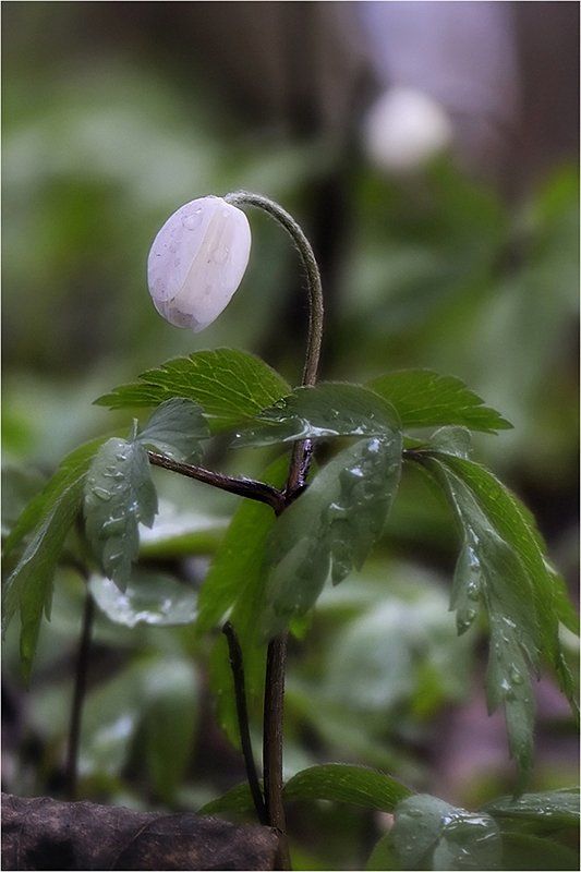 утро, первоцвет, любовь, грусть Опять ушла... фото превью