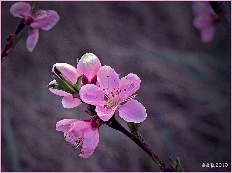 ВЕТКА ПЕРСИКА...photo preview