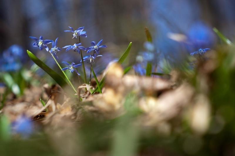 Воронеж, Олимпик, Подснежник, Свет, Солнце, Тропинка, Цветы ...нежные...photo preview