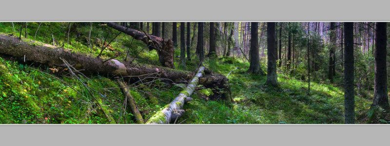 Сентябрь в Карельском лесуphoto preview