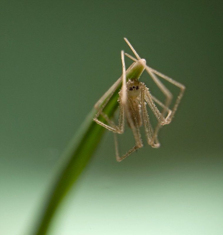 паук,макро,природа,трава //*\\\\photo preview