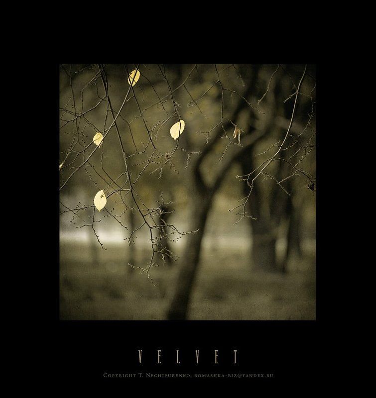 дерево, лето photo preview