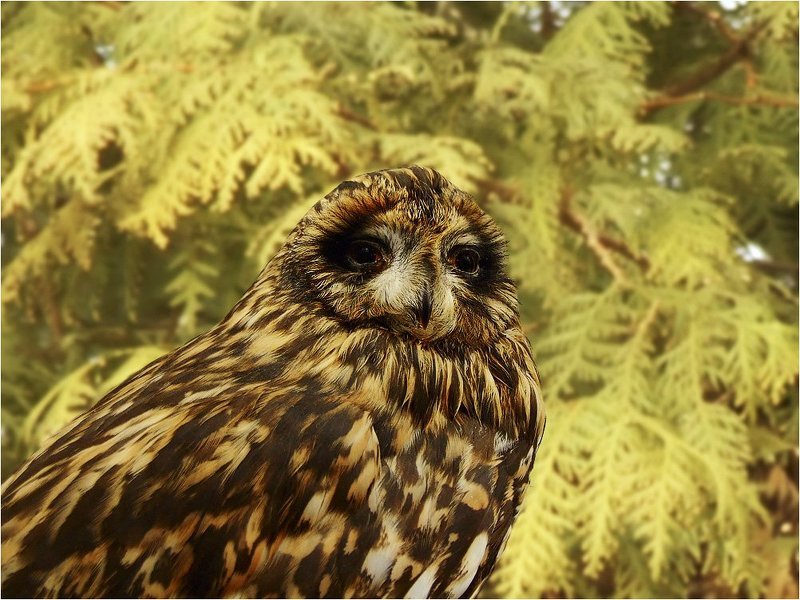 Символ мудростиphoto preview