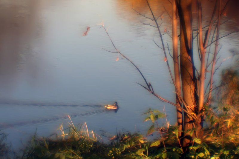 монокль, осень, пруд, уточка Осенняя в золоте фото-раскраска... Про серую уточку добрая сказка... фото превью