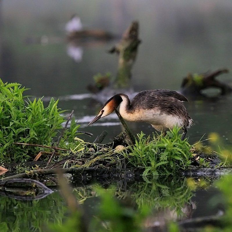 ПЕРВОЕ ...photo preview