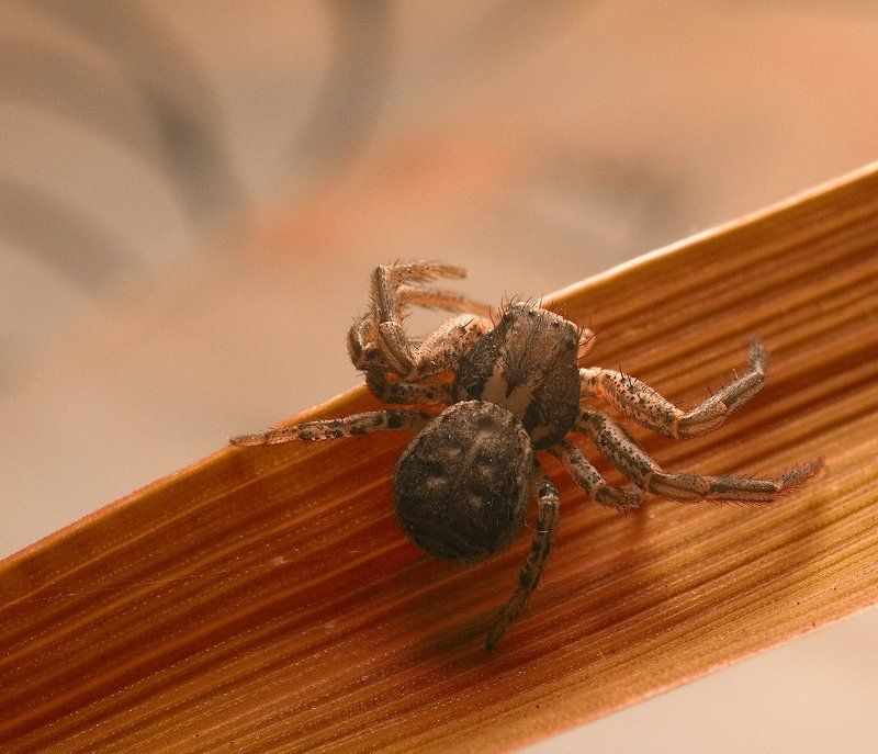 паук,макро,листик,природа ////*///photo preview