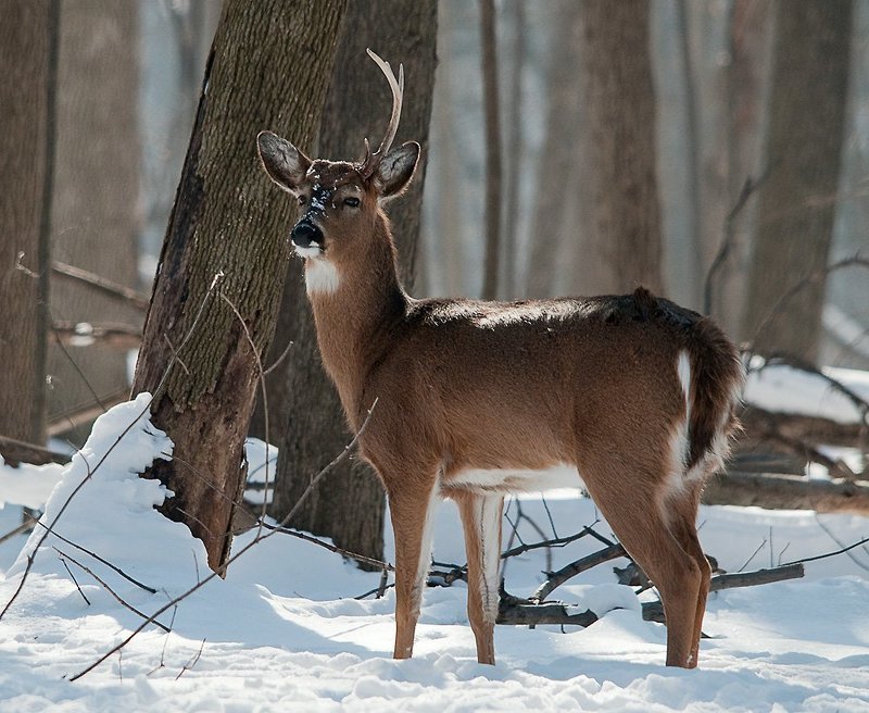 олени, лес Эллиотphoto preview