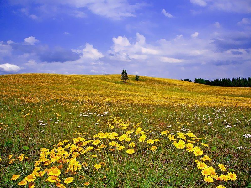 ромашки,пейзаж,небо,лето,удмуртия Пейзаж с желтыми ромашкамиphoto preview