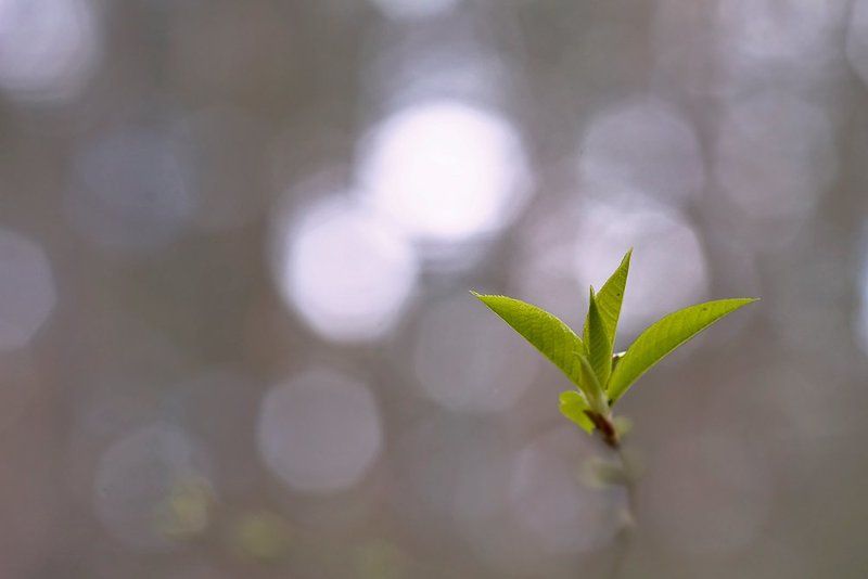 пробуждениеphoto preview