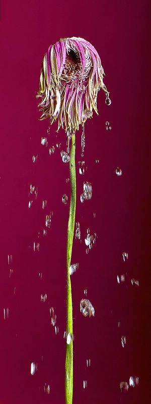 Последние слезыphoto preview