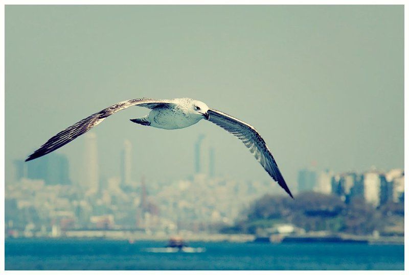 чайка, море, город, пейзаж, стамбул Не нужен мне берег турецкий...photo preview