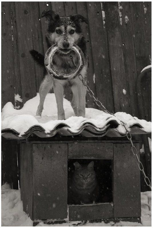 Соседиphoto preview