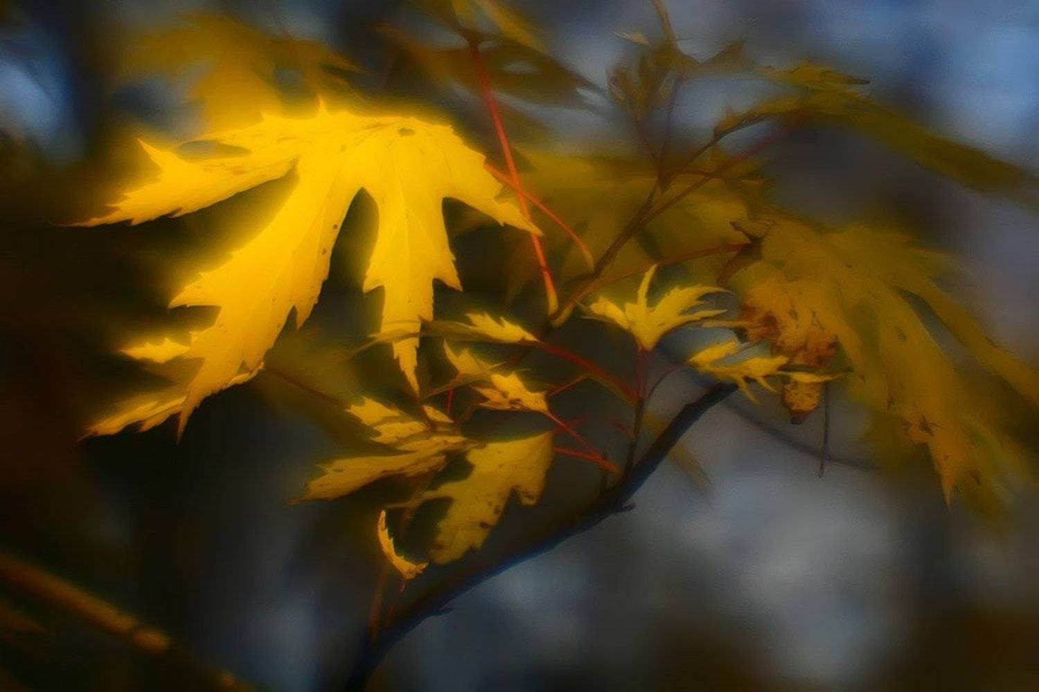Солнце плавилось на небосклоне.. Лучам подставив свои ладони, Клён собирал золотые блики.. Как дань светила лесному владыке... Автор: nadyk монокль, осень, клен, листья, nadyk