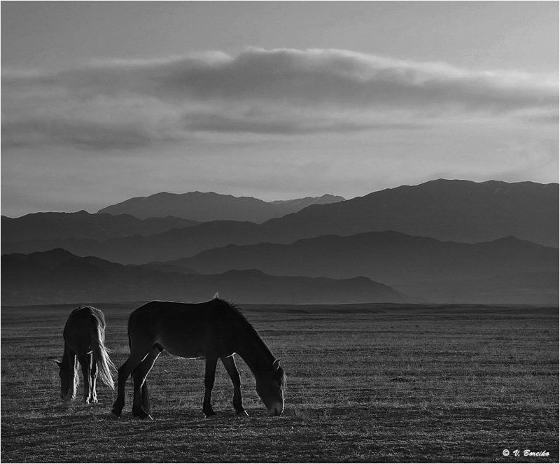 Ранняя веснаphoto preview