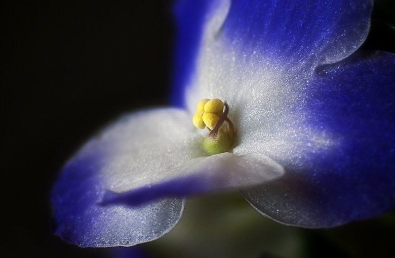 Лепесткиphoto preview