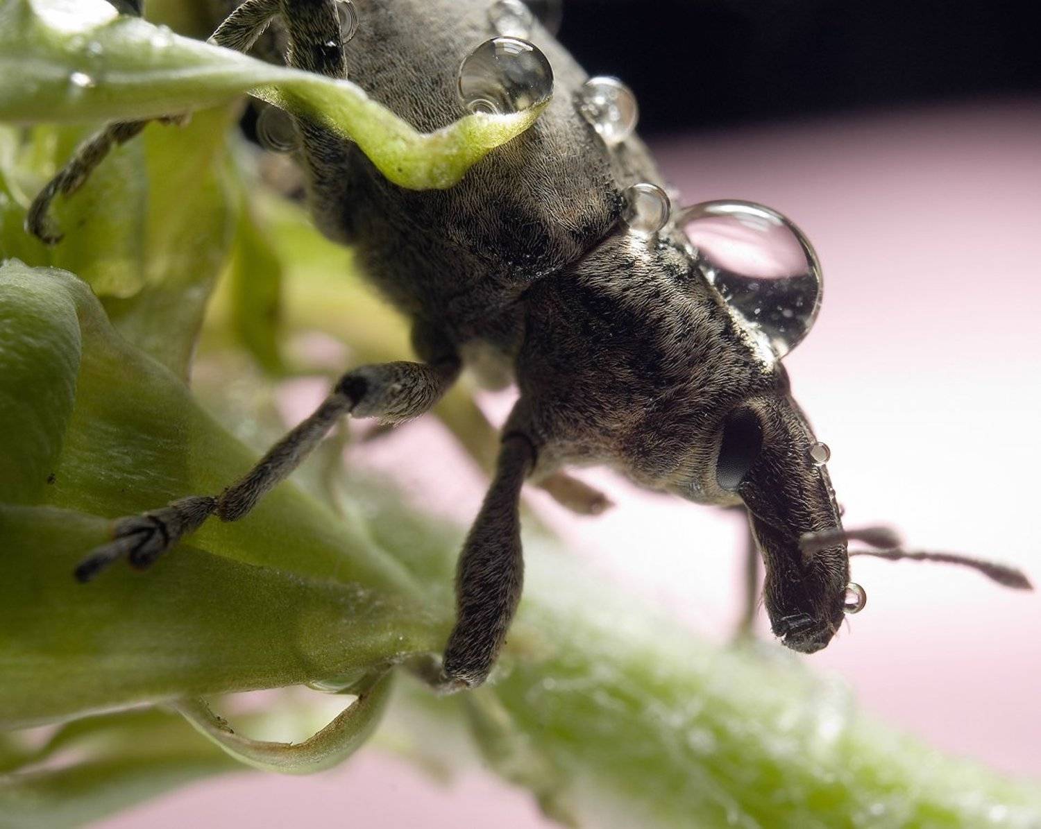 о0о. Автор: Дмитрий Недочитанный макро,довгоносик,природа,листик,кульбаба, Дмитрий Недочитанный